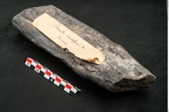 Foto (Seitenansicht) von Calamites communis Ettingshausen (NHMW-GEO-2024-0188-10957)